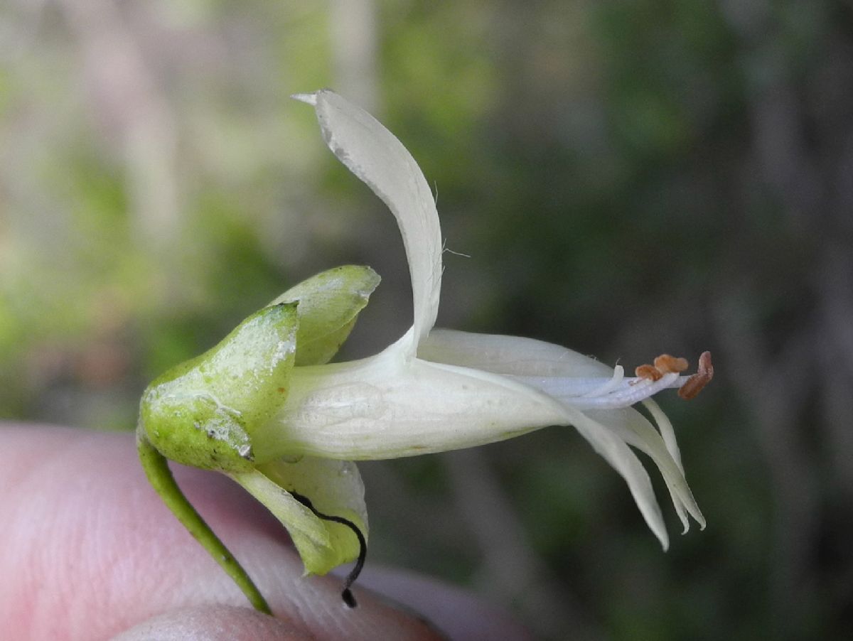 Scrophulariaceae Eremophila alternifolia