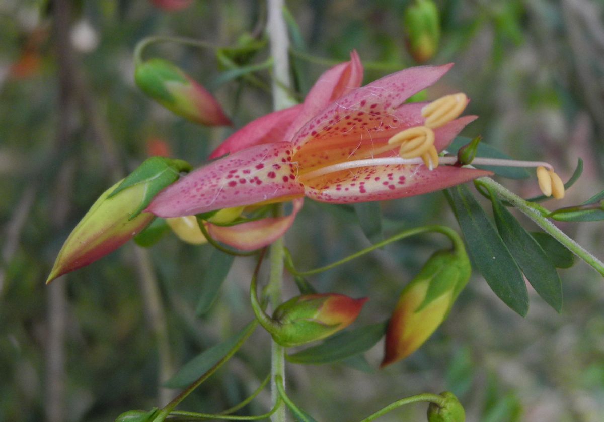 Scrophulariaceae Eremophila 