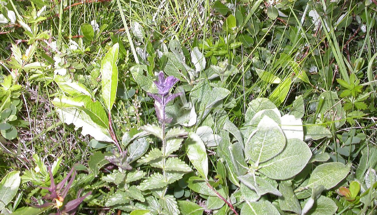 Orobanchaceae Bartsia alpina