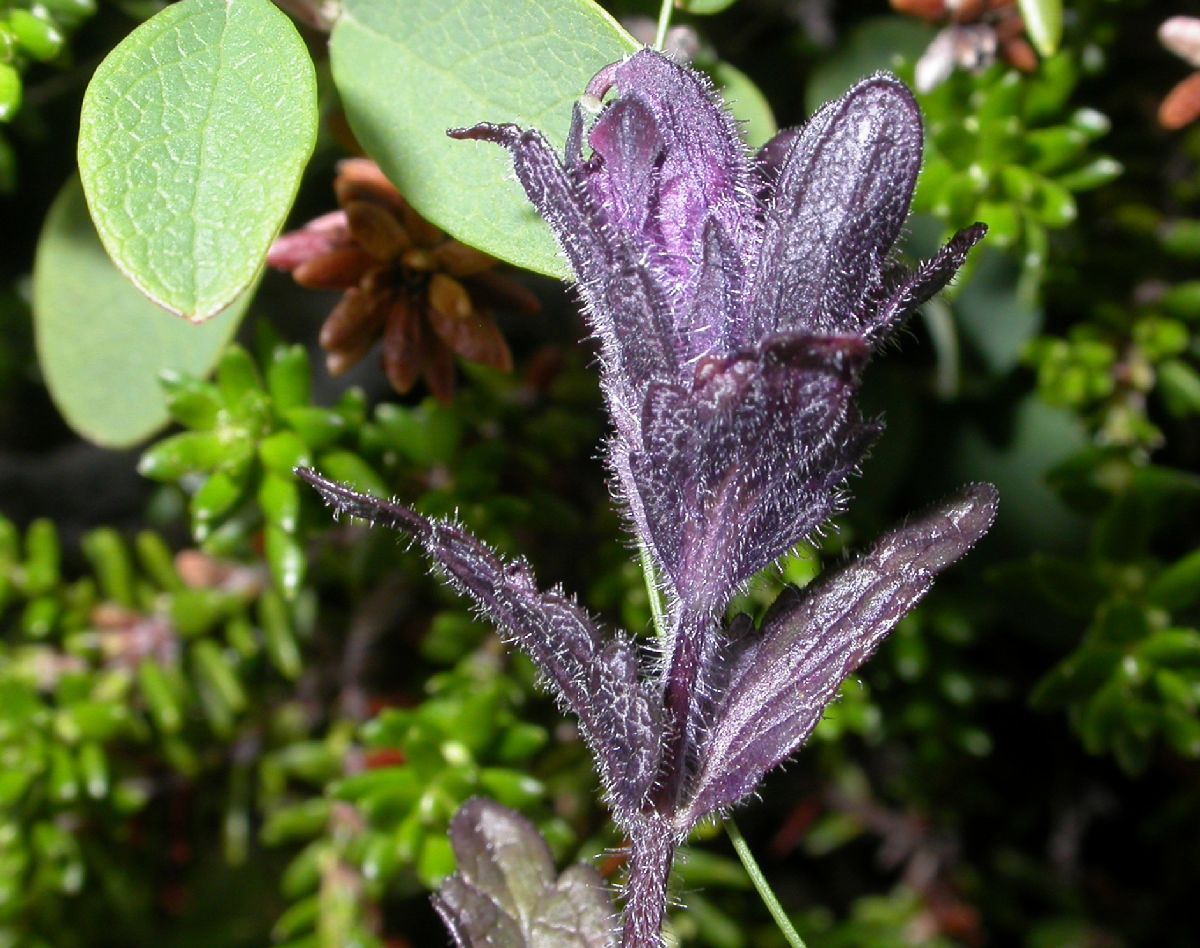 Orobanchaceae Bartsia alpina