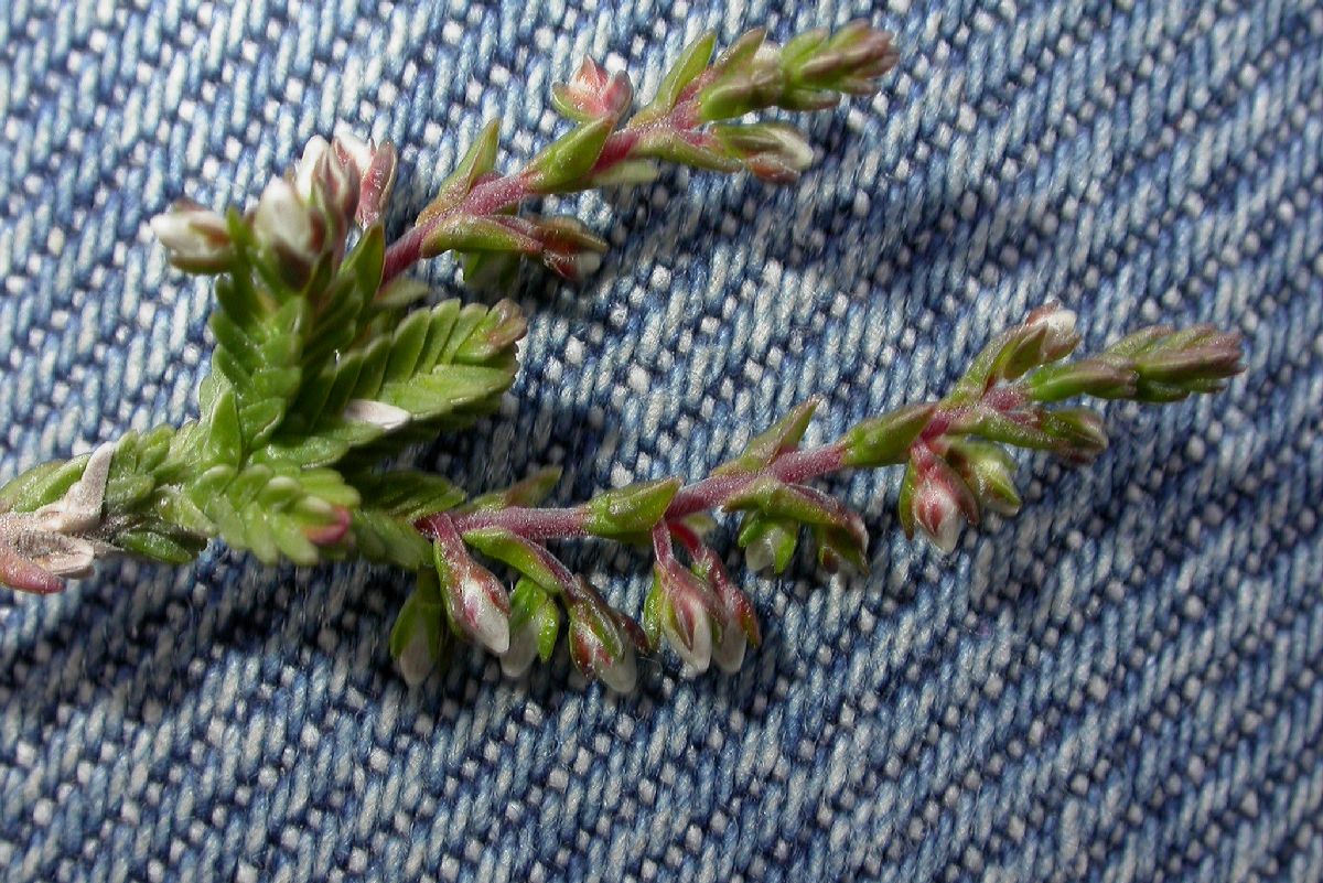 Ericaceae Calluna vulgaris