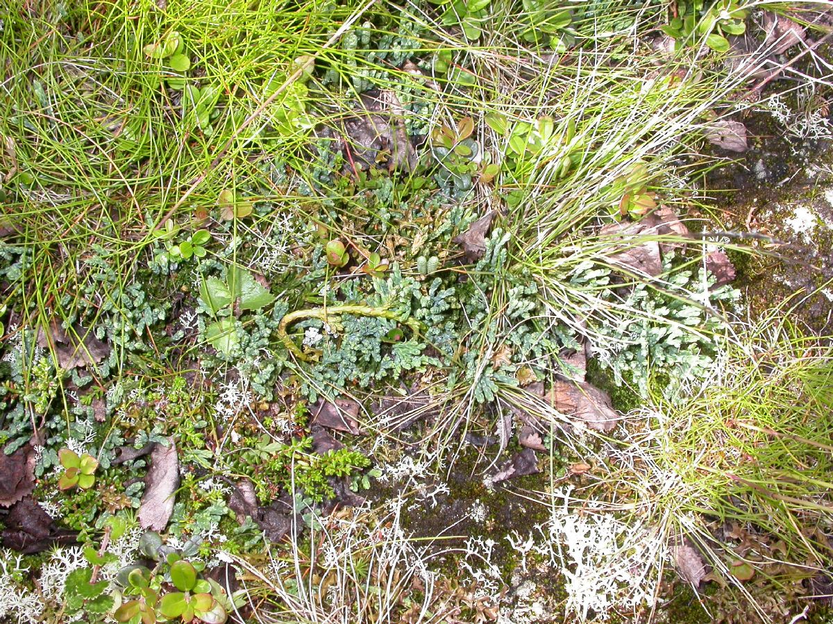 Lycopodiaceae Diphasiastrum alpinum