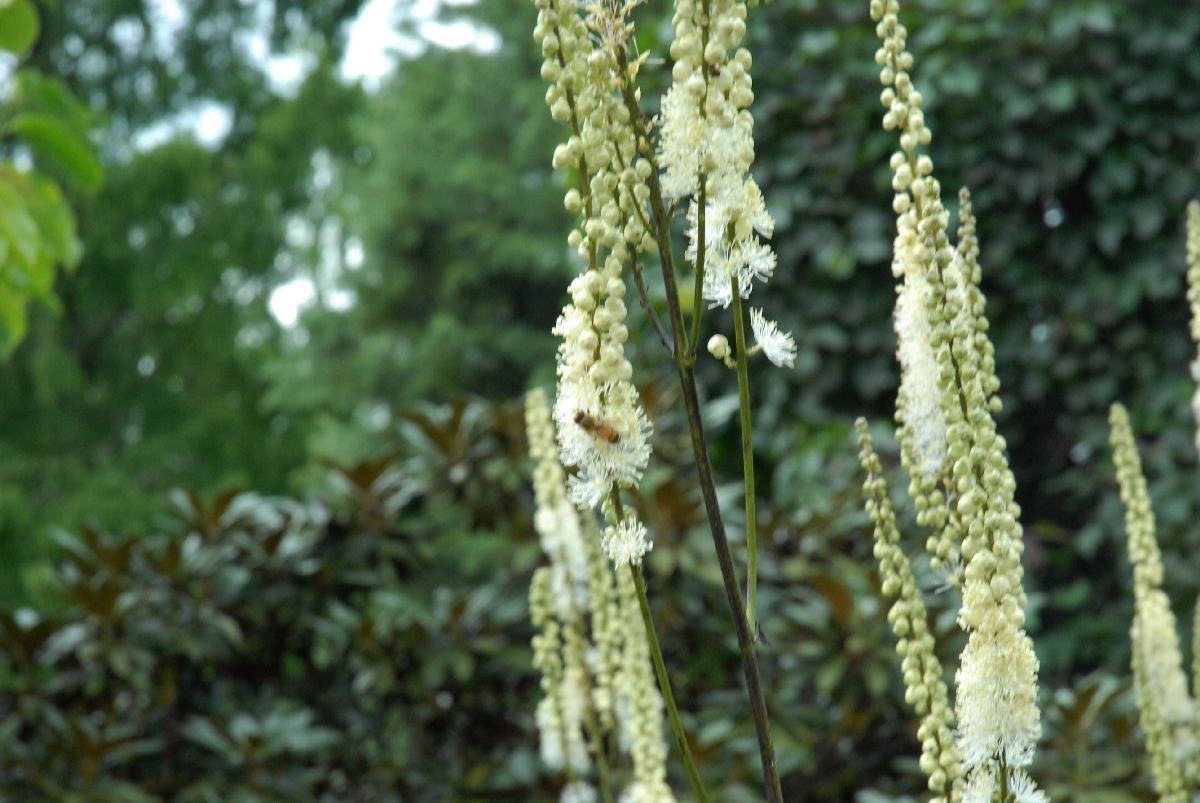 Ranunculaceae Actaea racemosa