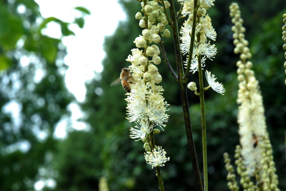 Ranunculaceae Actaea racemosa