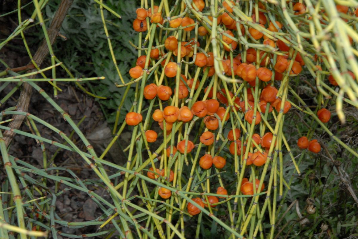 Ephedraceae Ephedra 