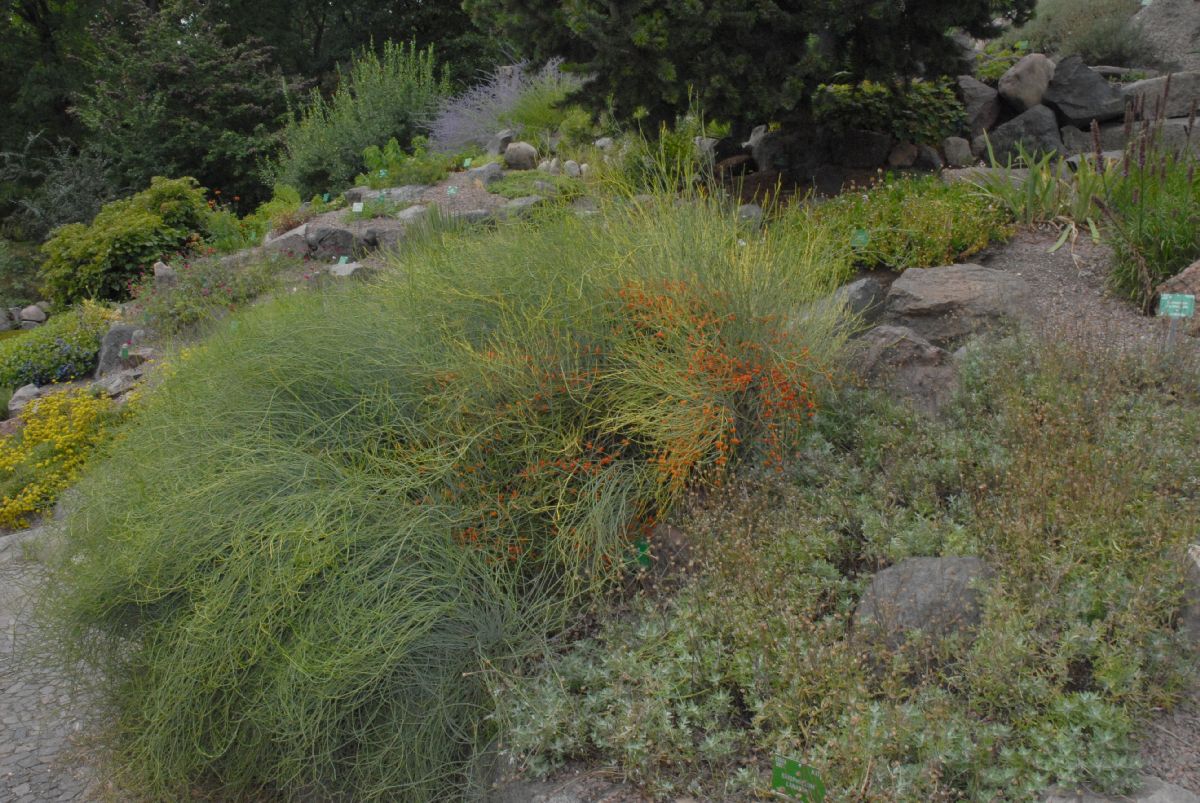 Ephedraceae Ephedra 