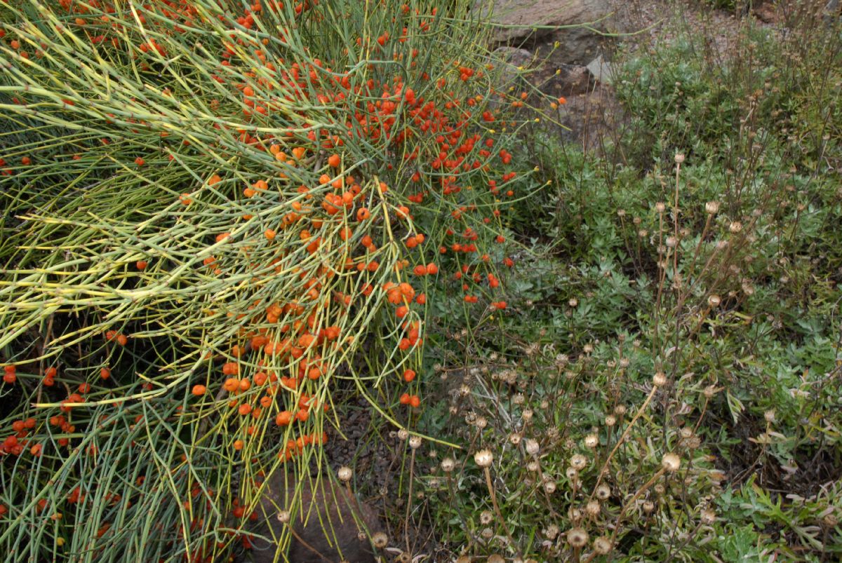 Ephedraceae Ephedra 