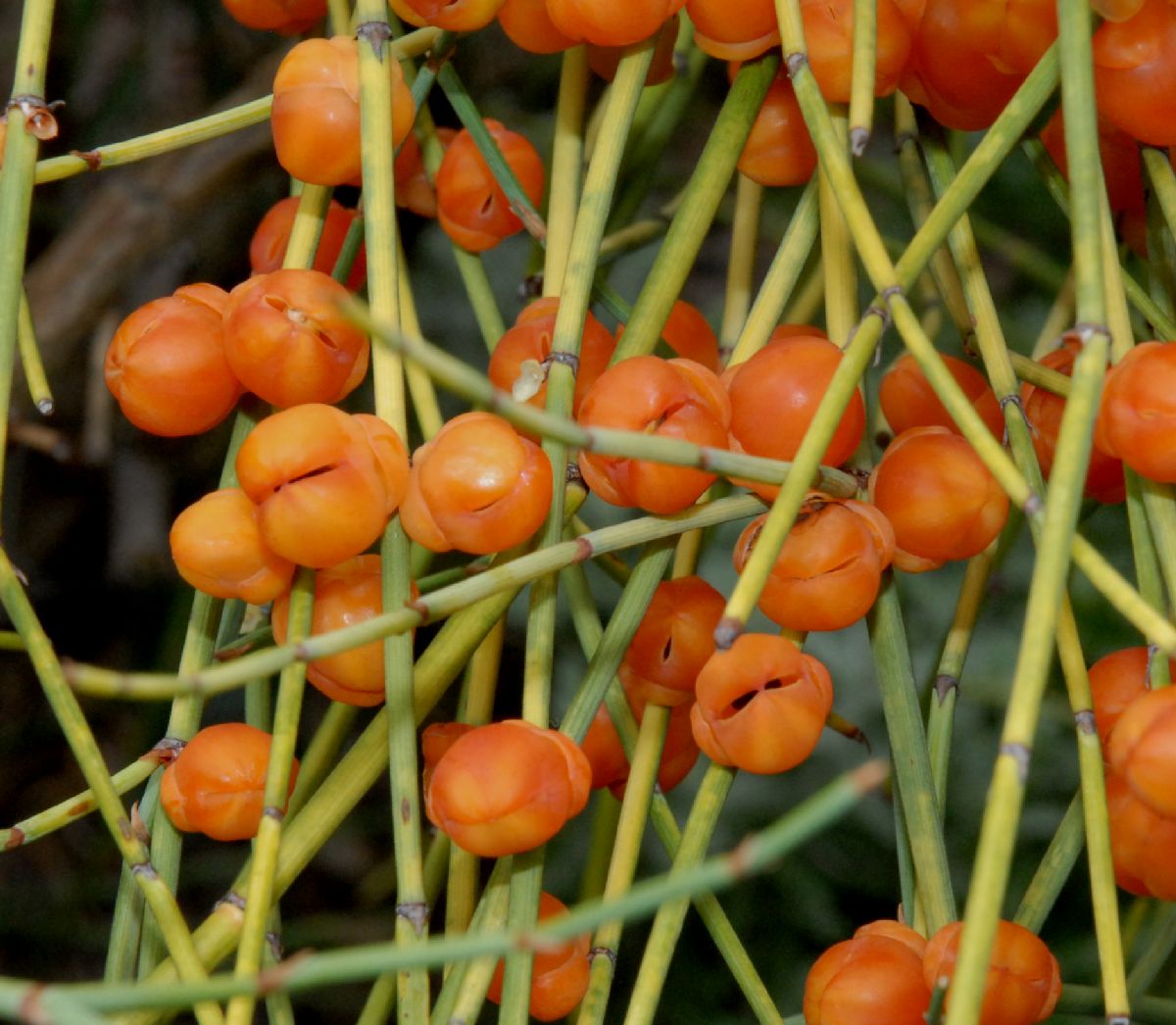 Ephedraceae Ephedra 