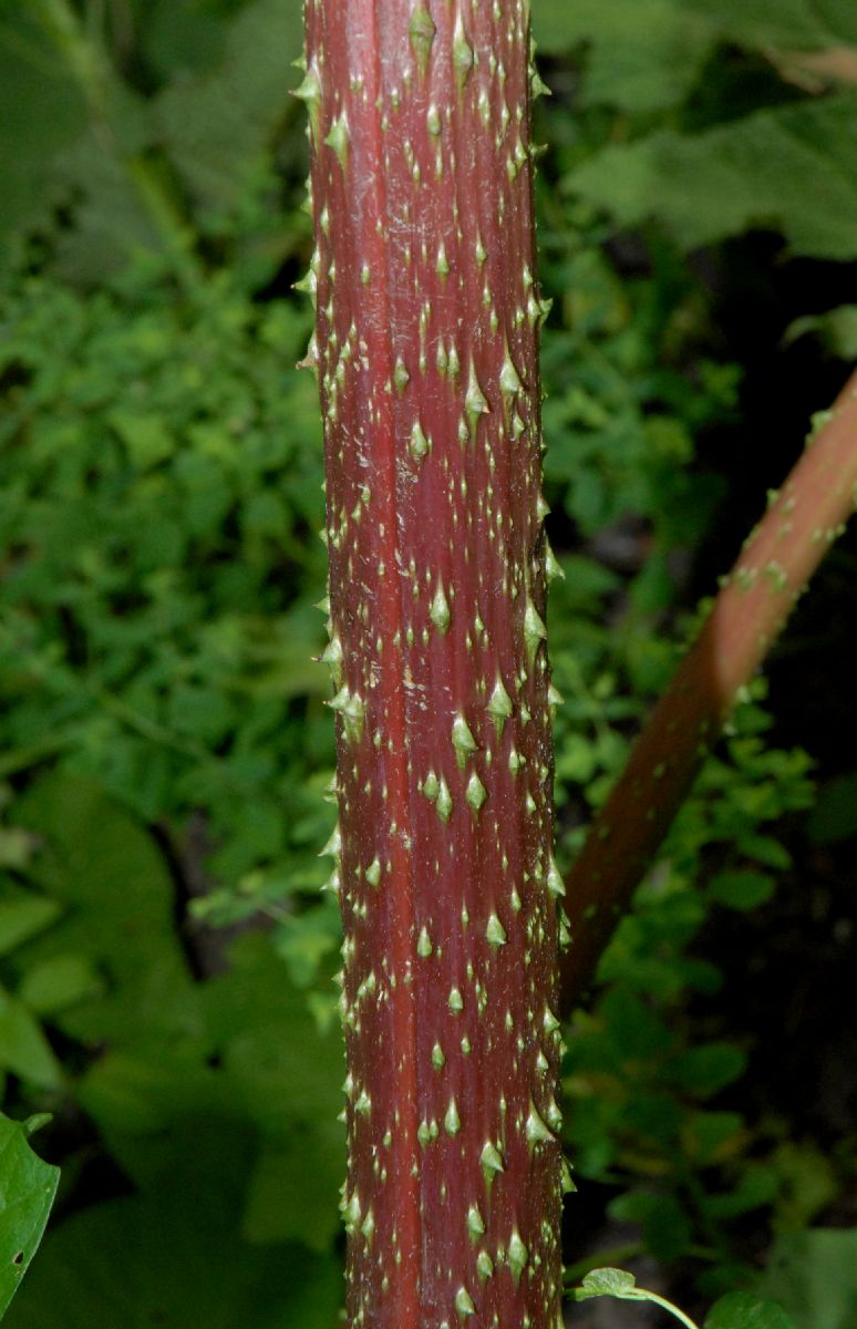 Gunneraceae Gunnera tinctoria