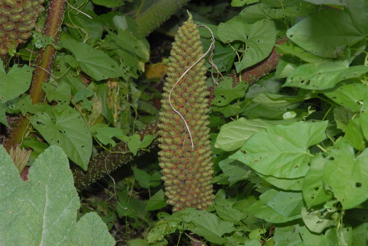 Gunneraceae Gunnera tinctoria