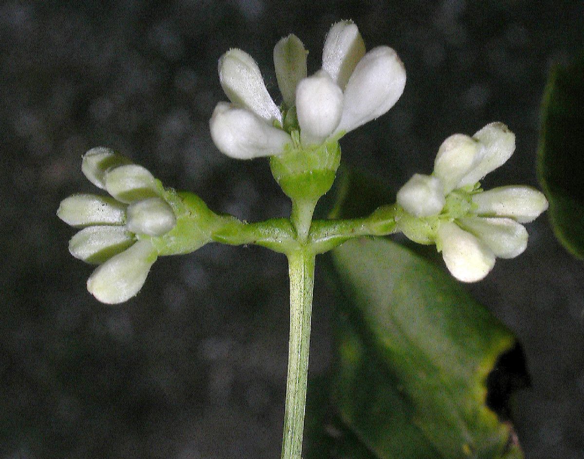 Caprifoliaceae Heptacodium miconioides