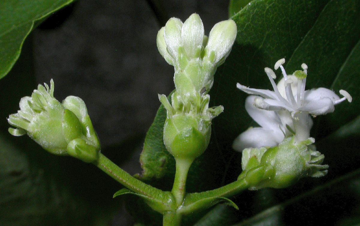 Caprifoliaceae Heptacodium miconioides