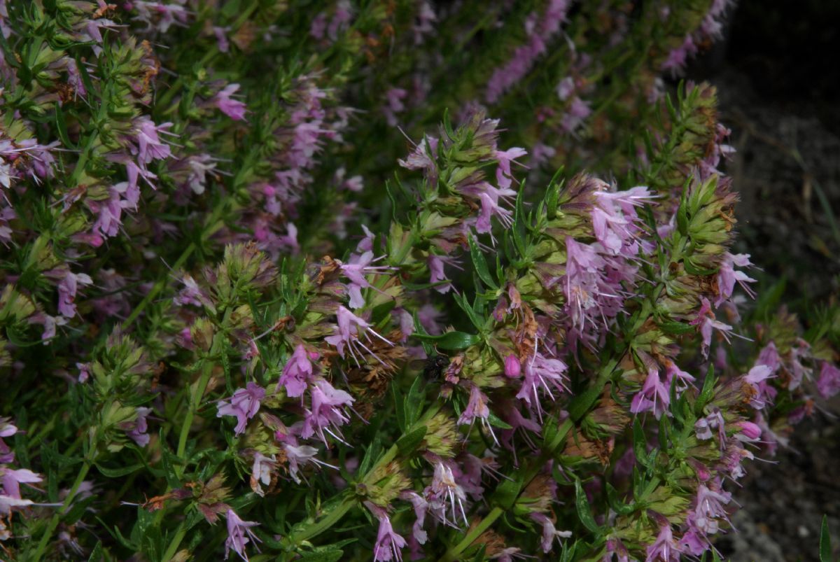 Lamiaceae Hyssopus officinalis