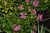 image of Rhododendron ferrugineum