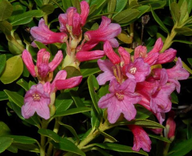 Ericaceae Rhododendron ferrugineum