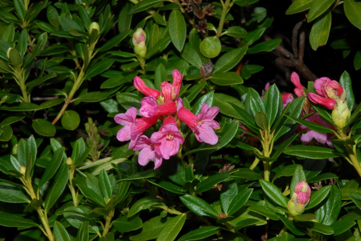 Ericaceae Rhododendron ferrugineum