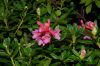 image of Rhododendron ferrugineum