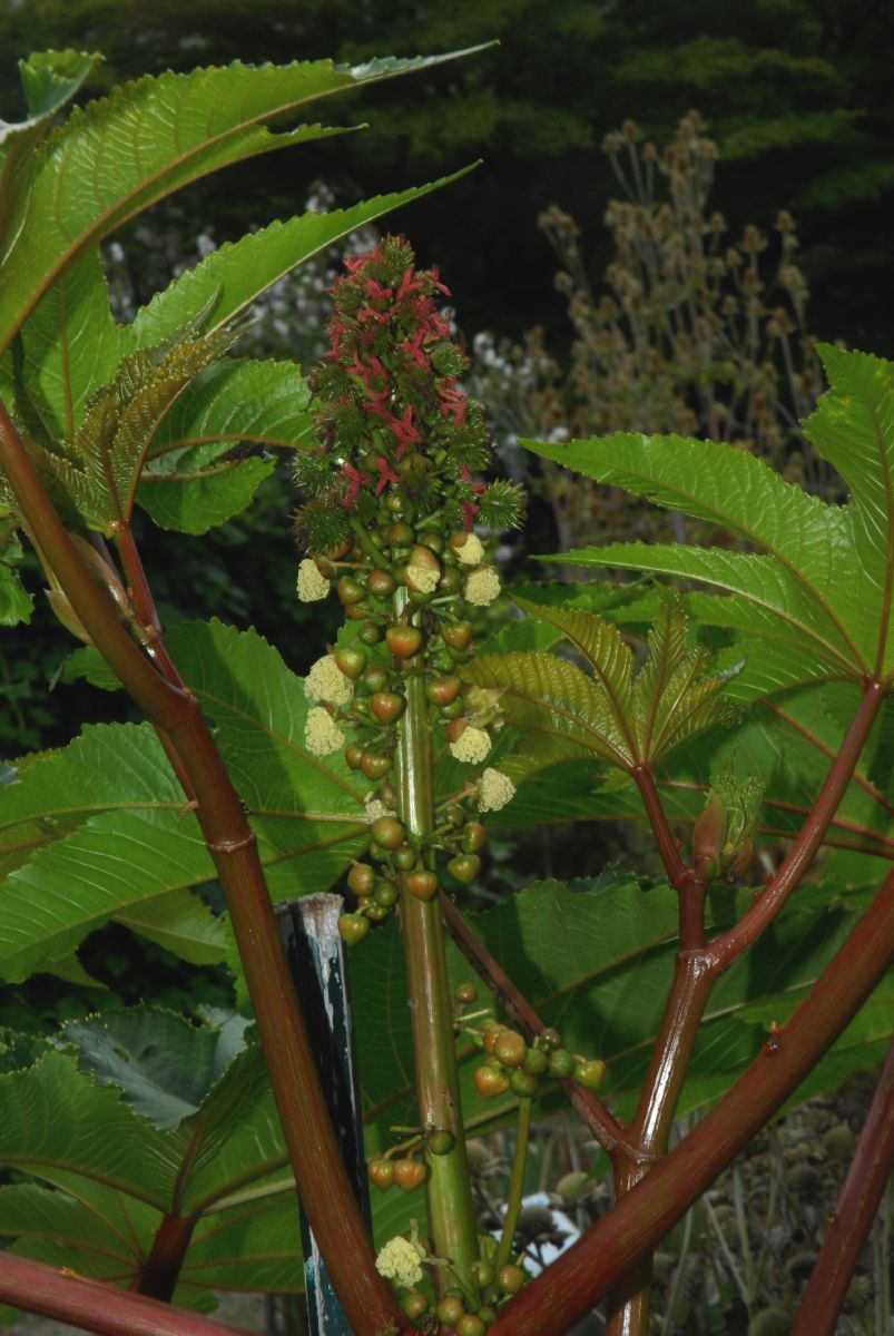 Euphorbiaceae Ricinus 