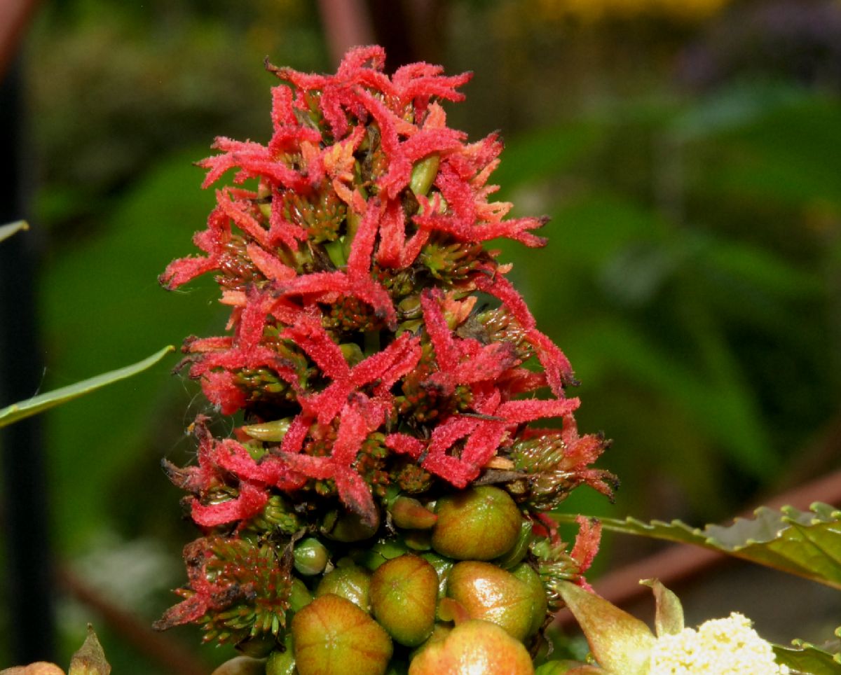 Euphorbiaceae Ricinus 