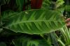 image of Calathea warscewiczii