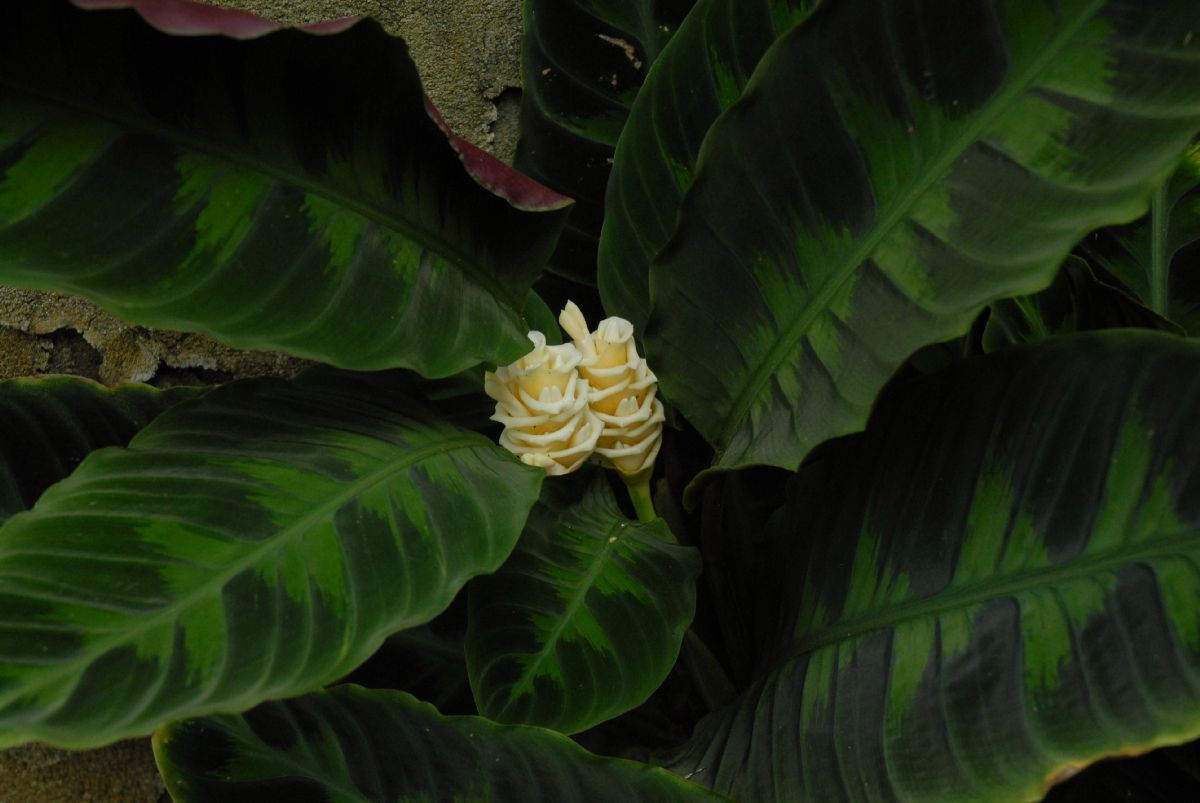 Marantaceae Calathea warscewiczii