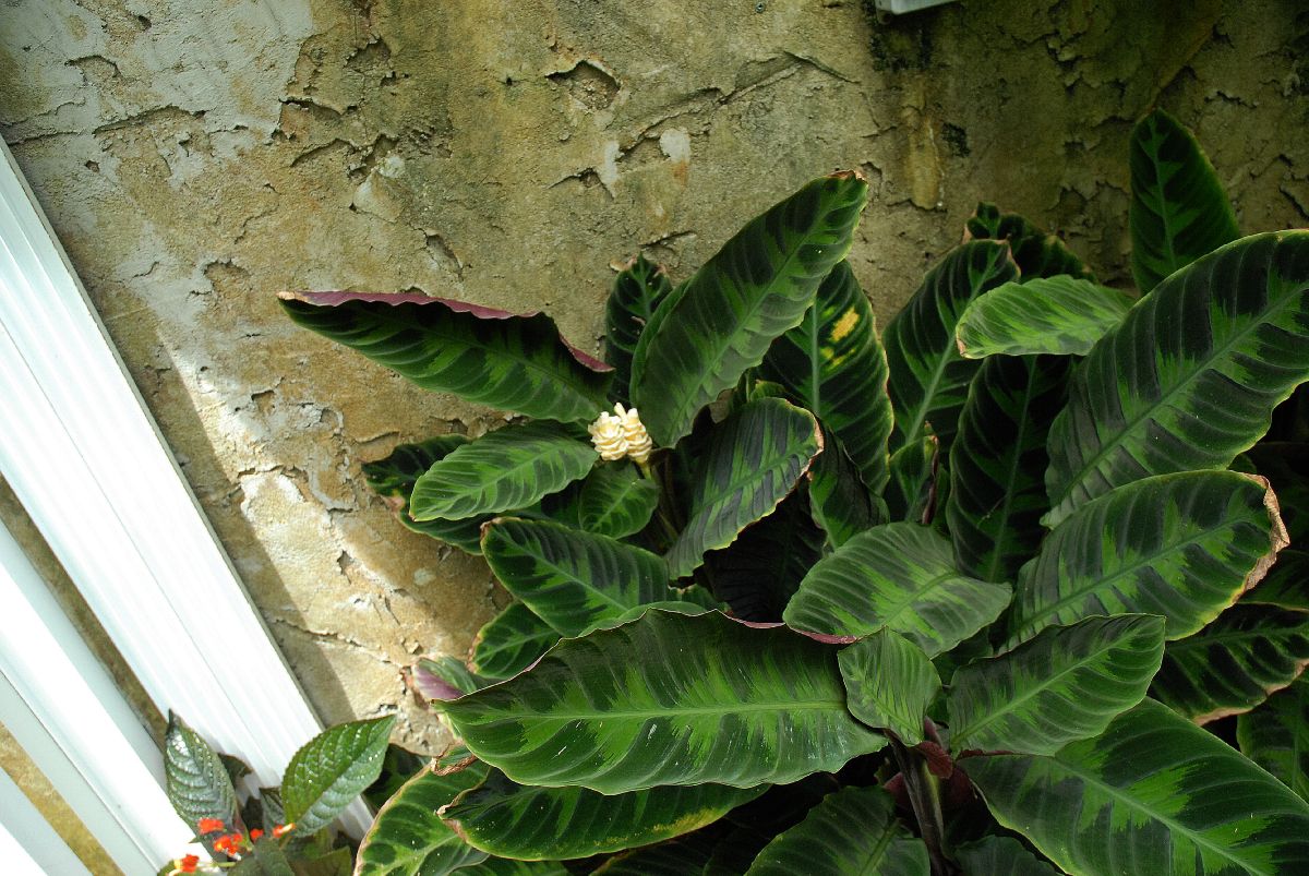 Marantaceae Calathea warscewiczii