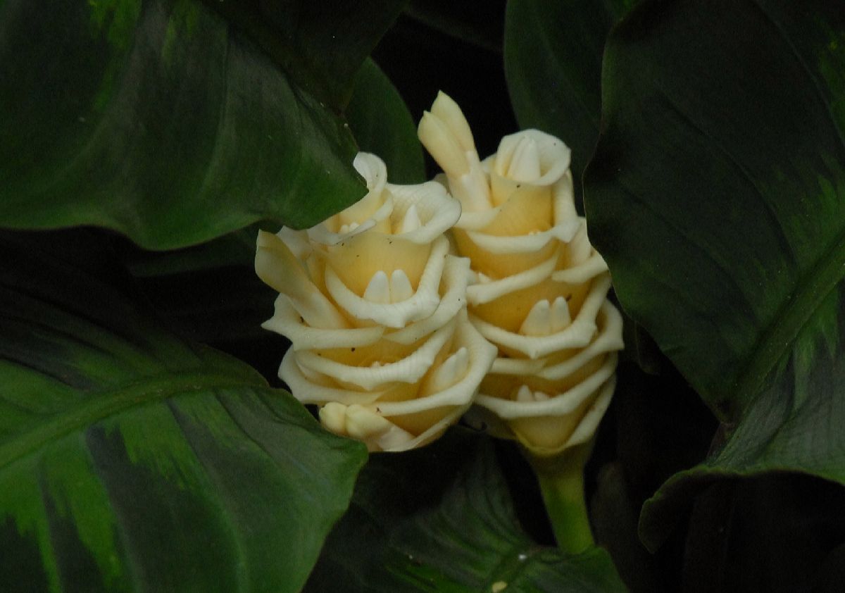 Marantaceae Calathea warscewiczii