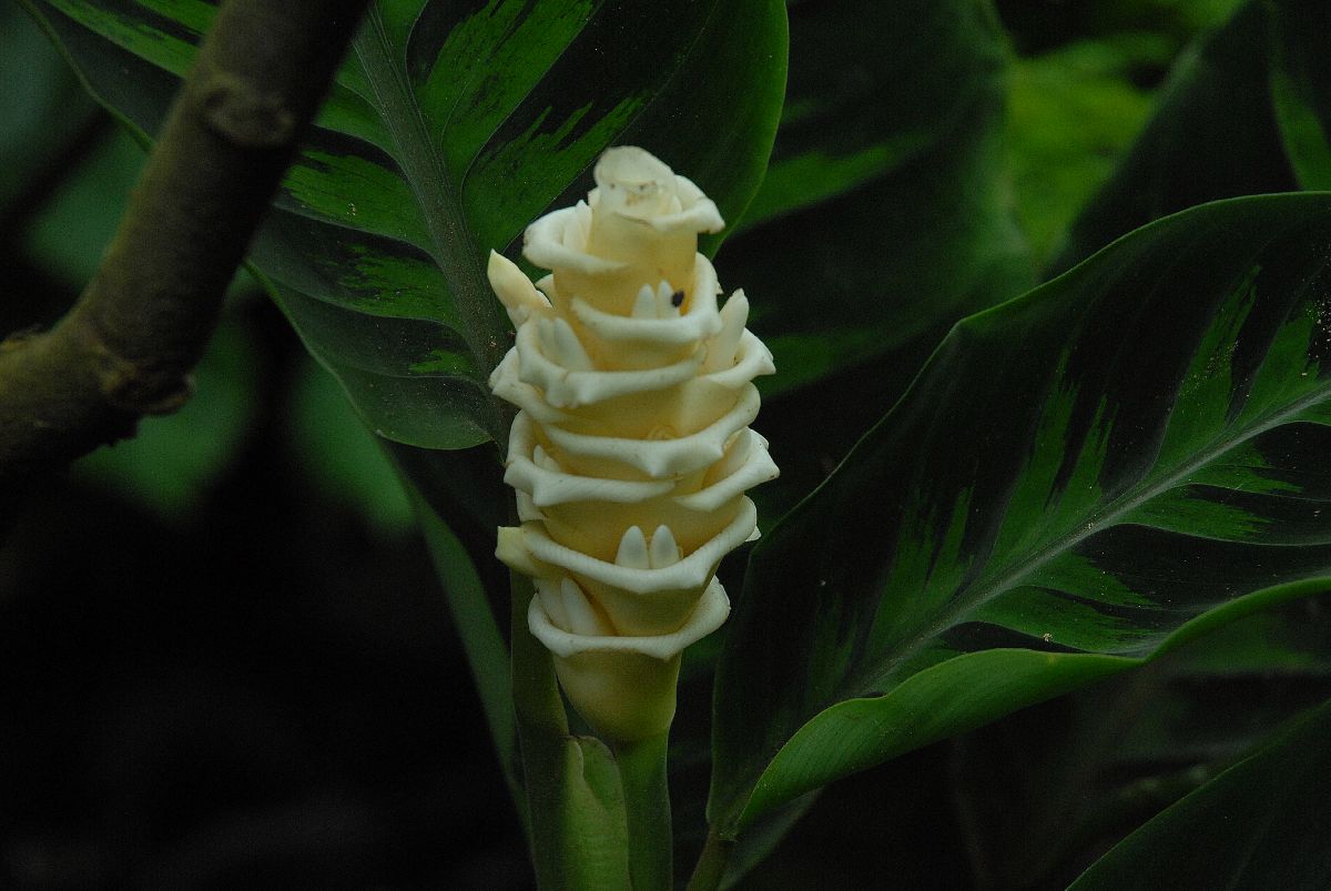 Marantaceae Calathea warscewiczii