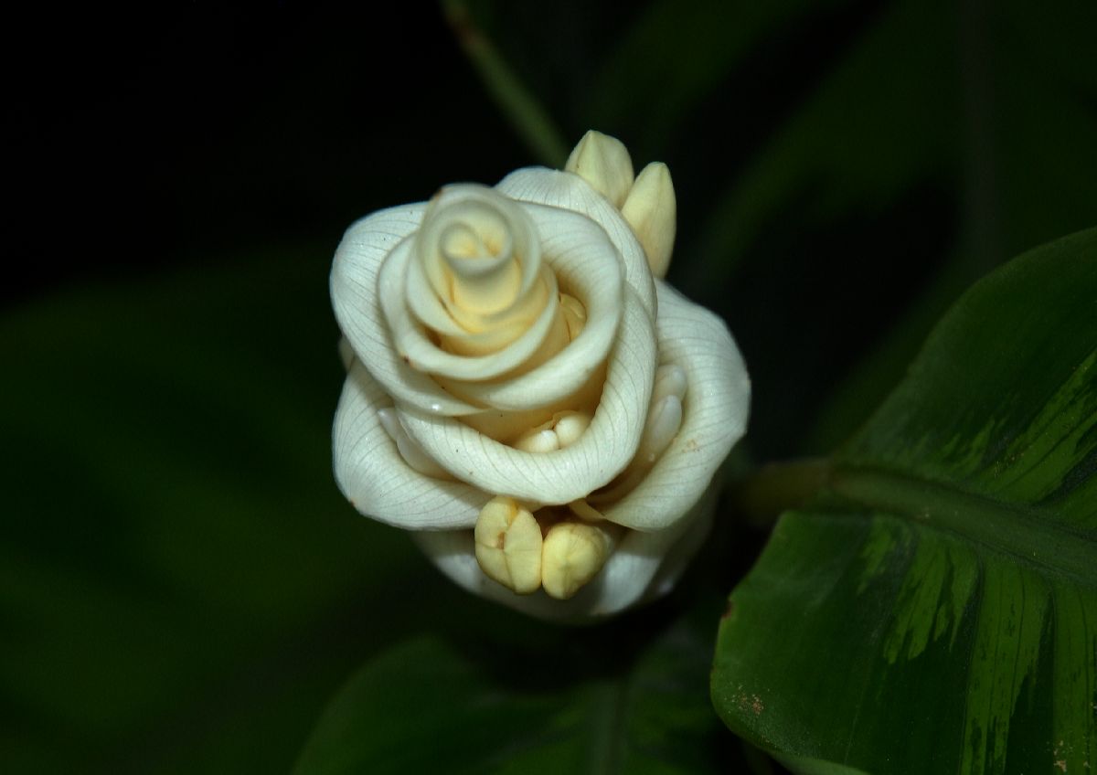 Marantaceae Calathea warscewiczii