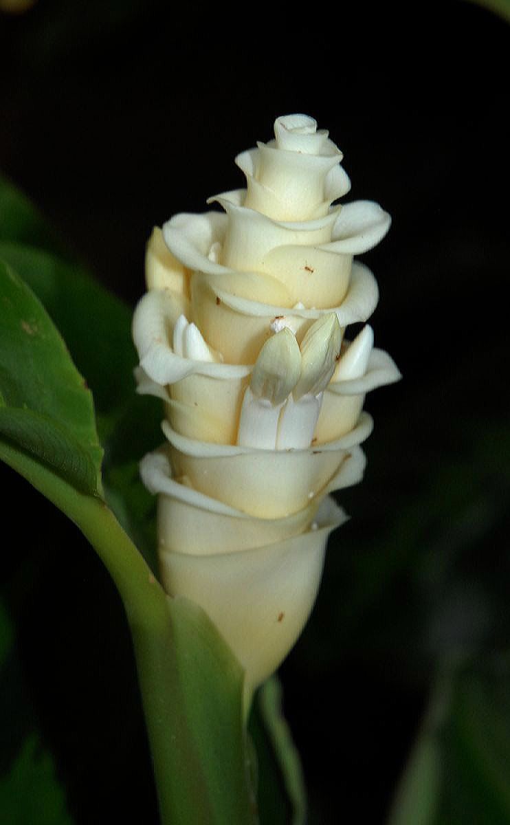 Marantaceae Calathea warscewiczii