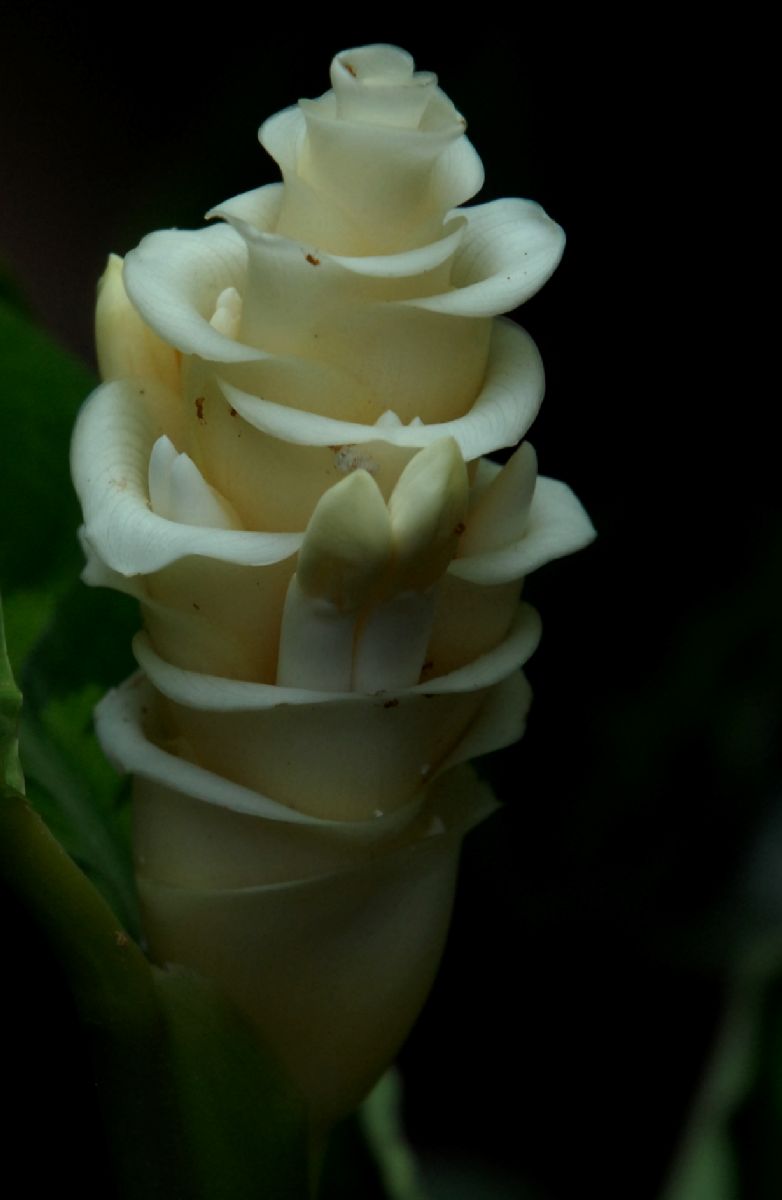 Marantaceae Calathea warscewiczii