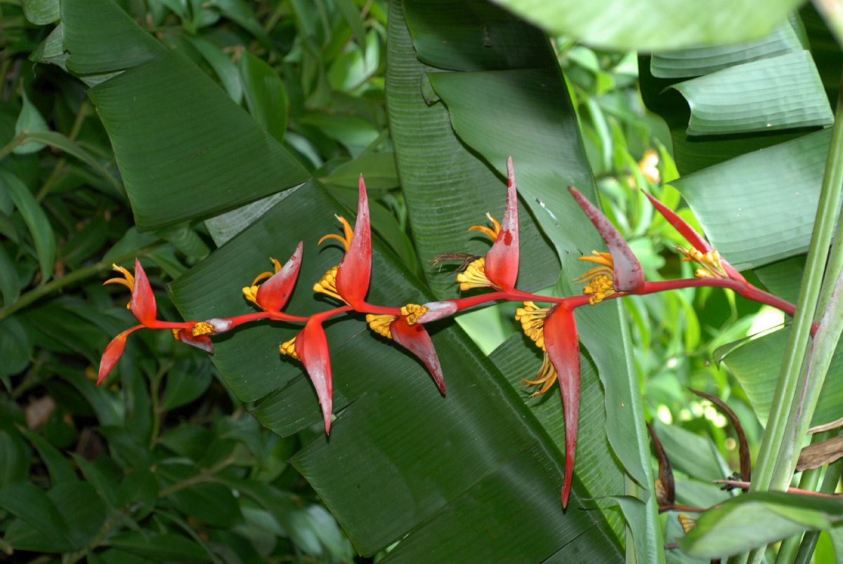 Heliconiaceae Heliconia collinsiana