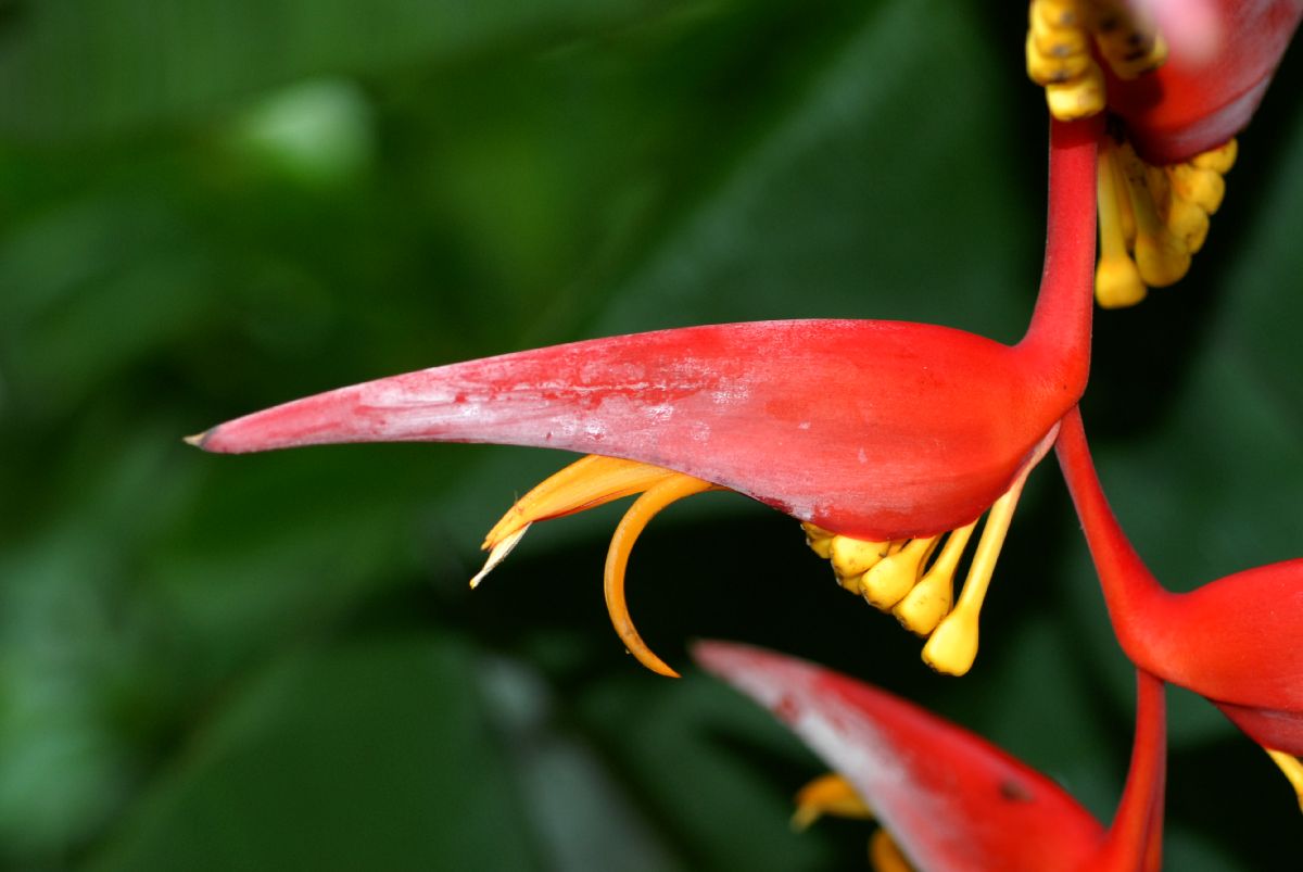 Heliconiaceae Heliconia collinsiana