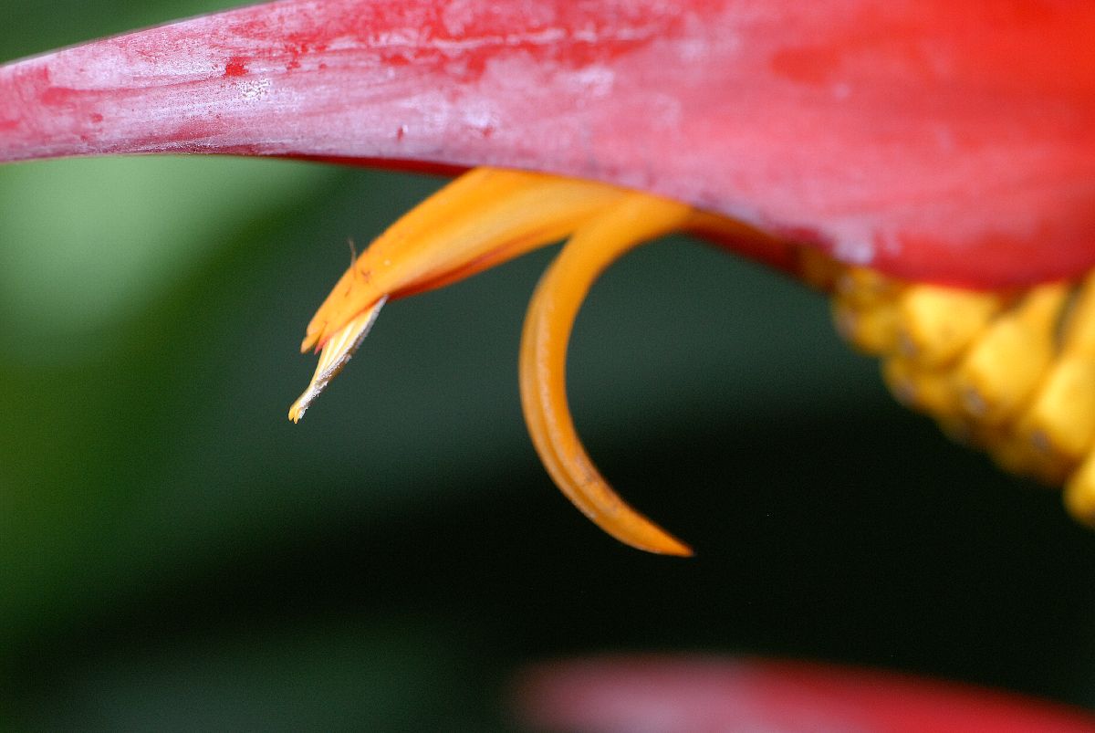 Heliconiaceae Heliconia collinsiana