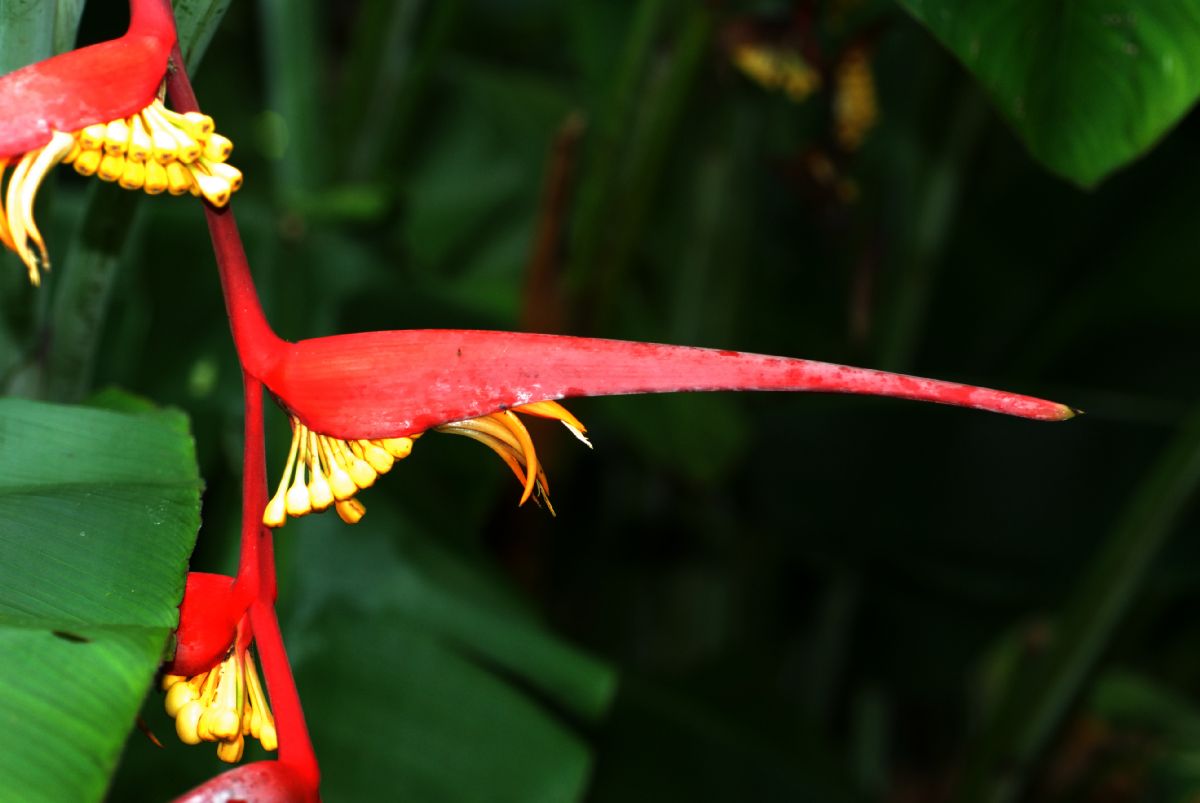 Heliconiaceae Heliconia collinsiana