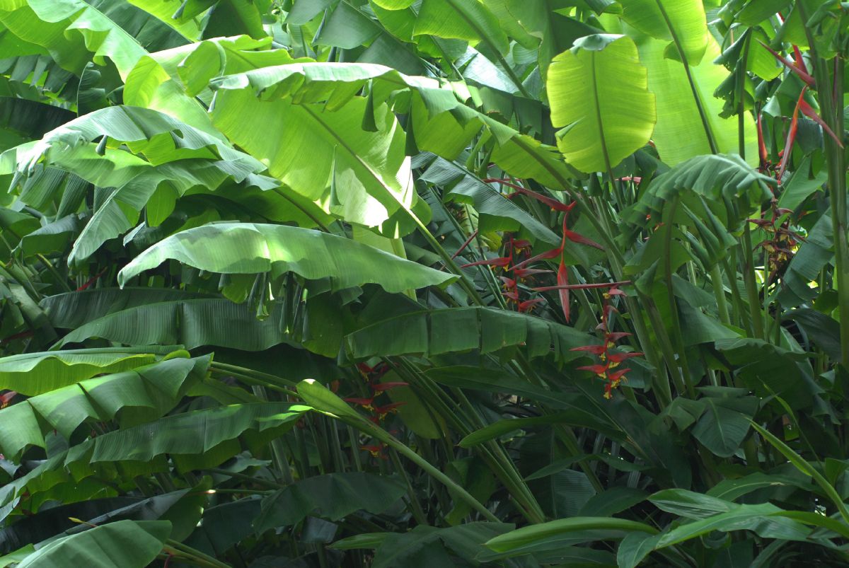 Heliconiaceae Heliconia collinsiana