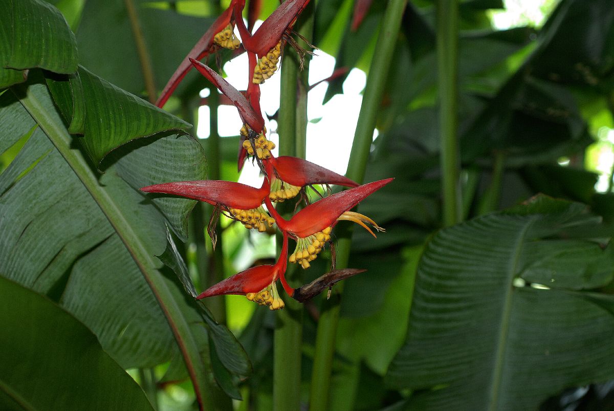 Heliconiaceae Heliconia collinsiana