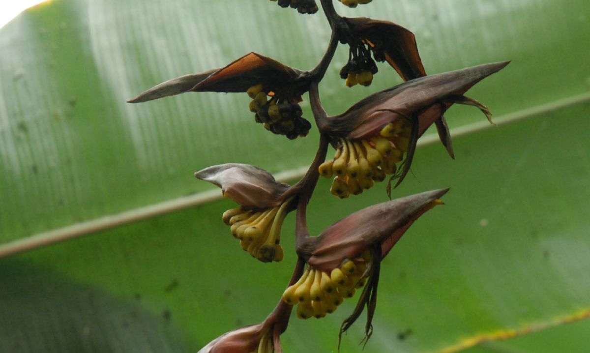 Heliconiaceae Heliconia collinsiana