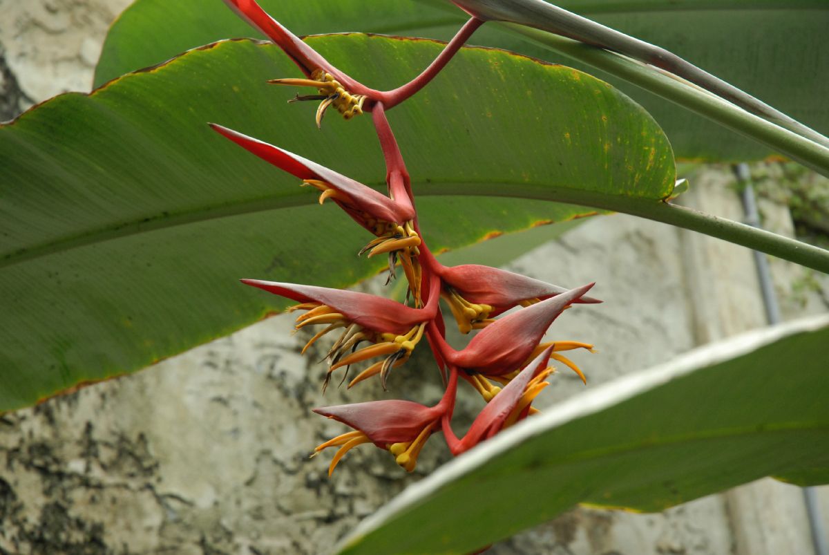 Heliconiaceae Heliconia collinsiana