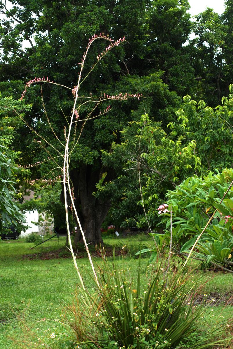 Asparagaceae Hesperaloe Campanulatum