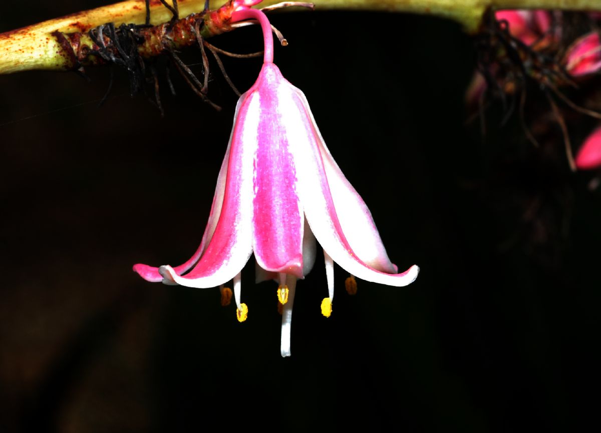 Asparagaceae Hesperaloe Campanulatum