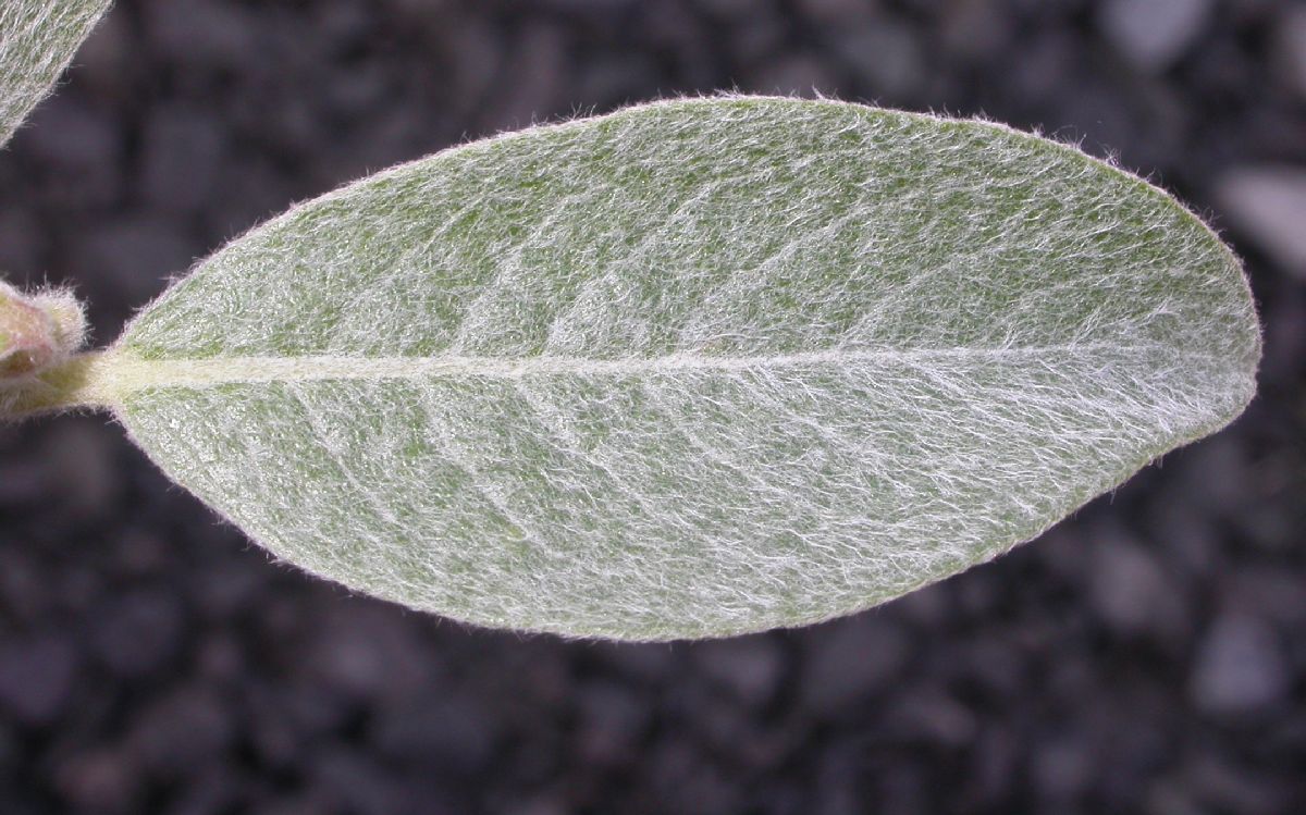 Salicaceae Salix glabra
