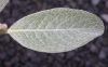 image of Salix glabra