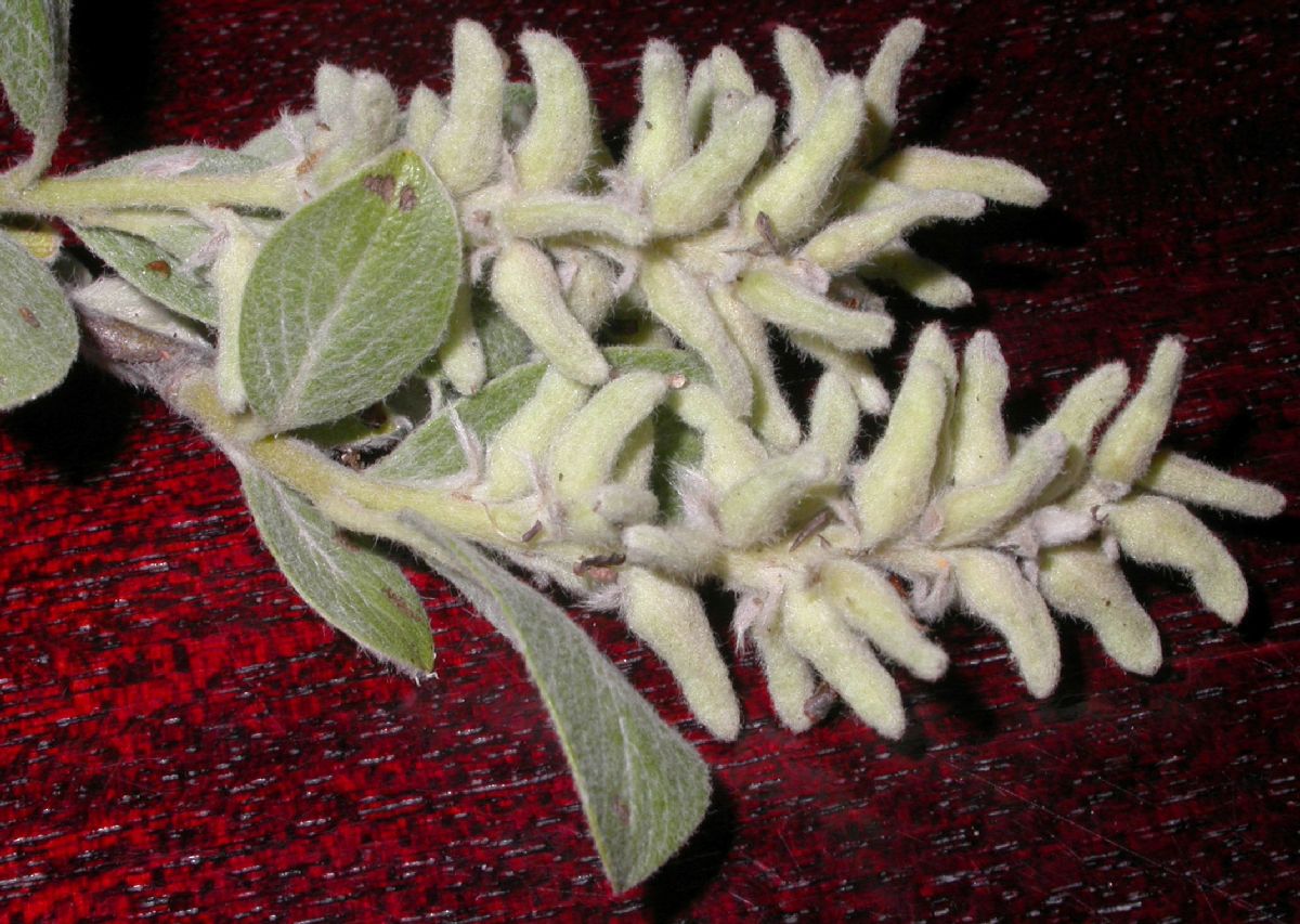 Salicaceae Salix glabra