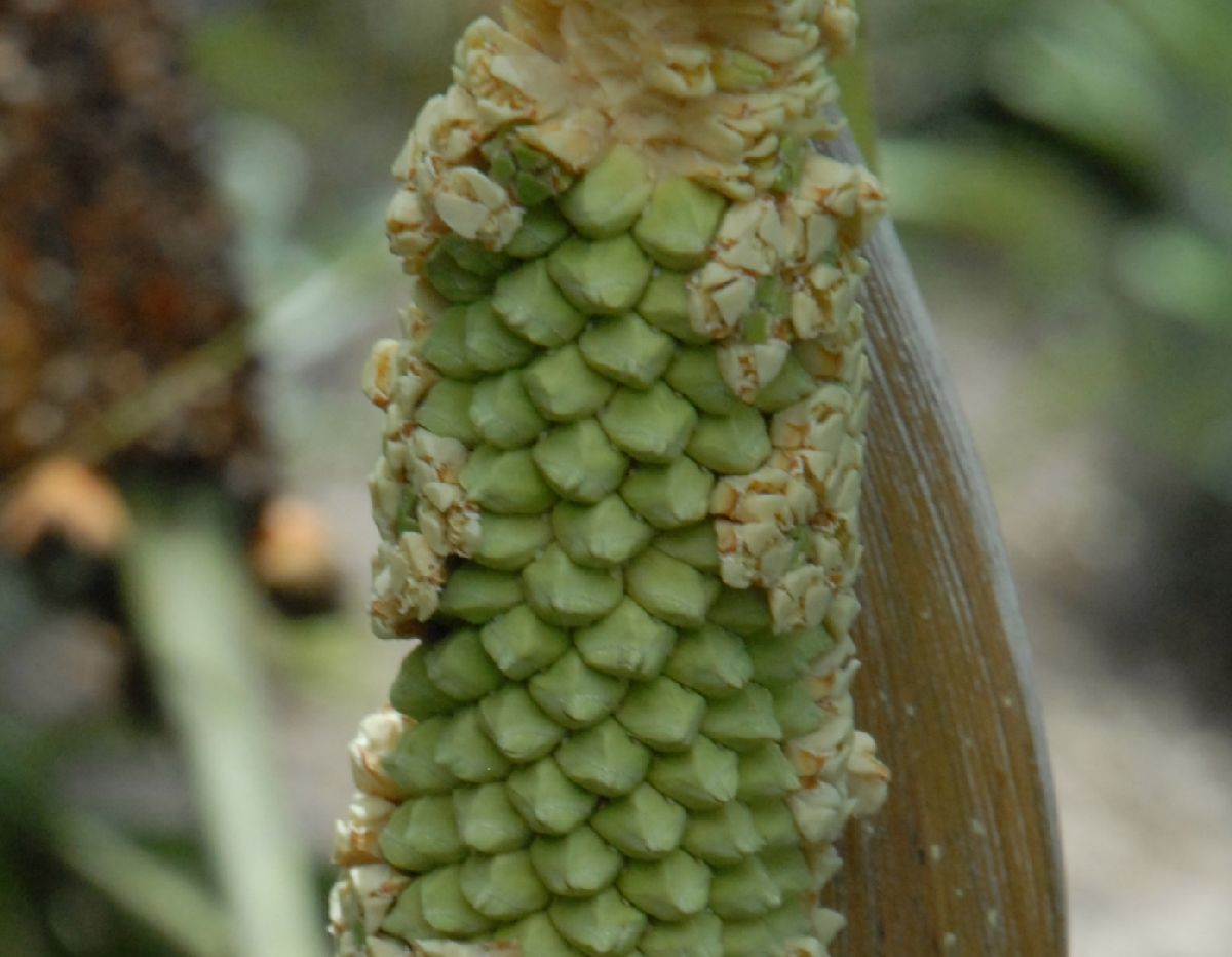 Arecaceae Allagoptera leucocalyx