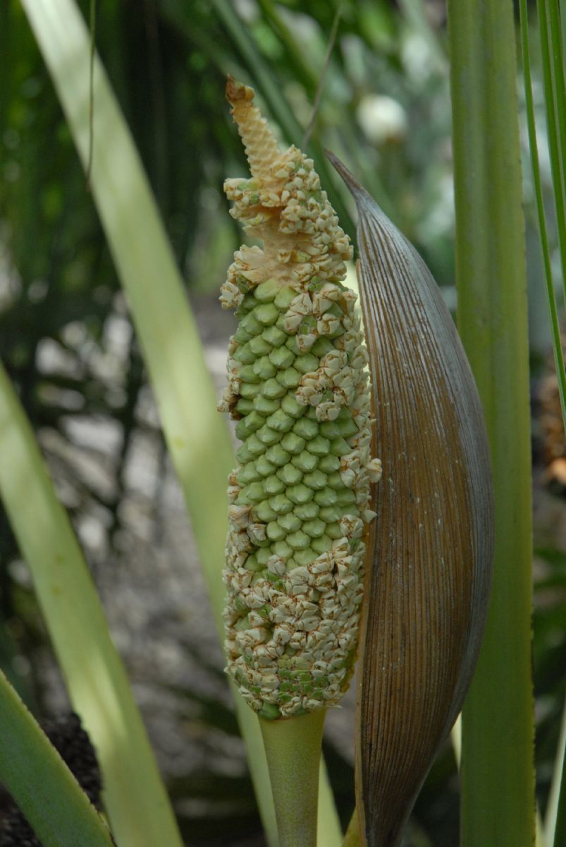 Arecaceae Allagoptera leucocalyx