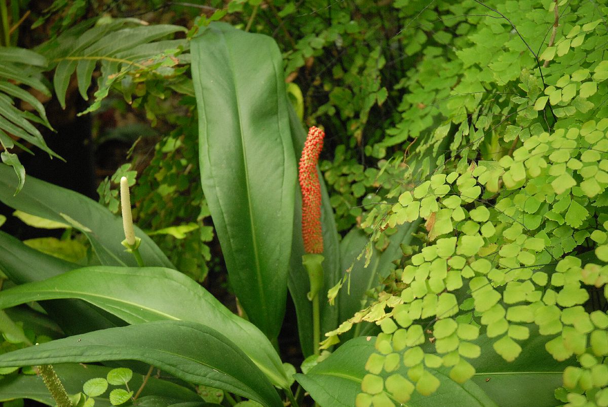 Araceae Anthurium bakeri