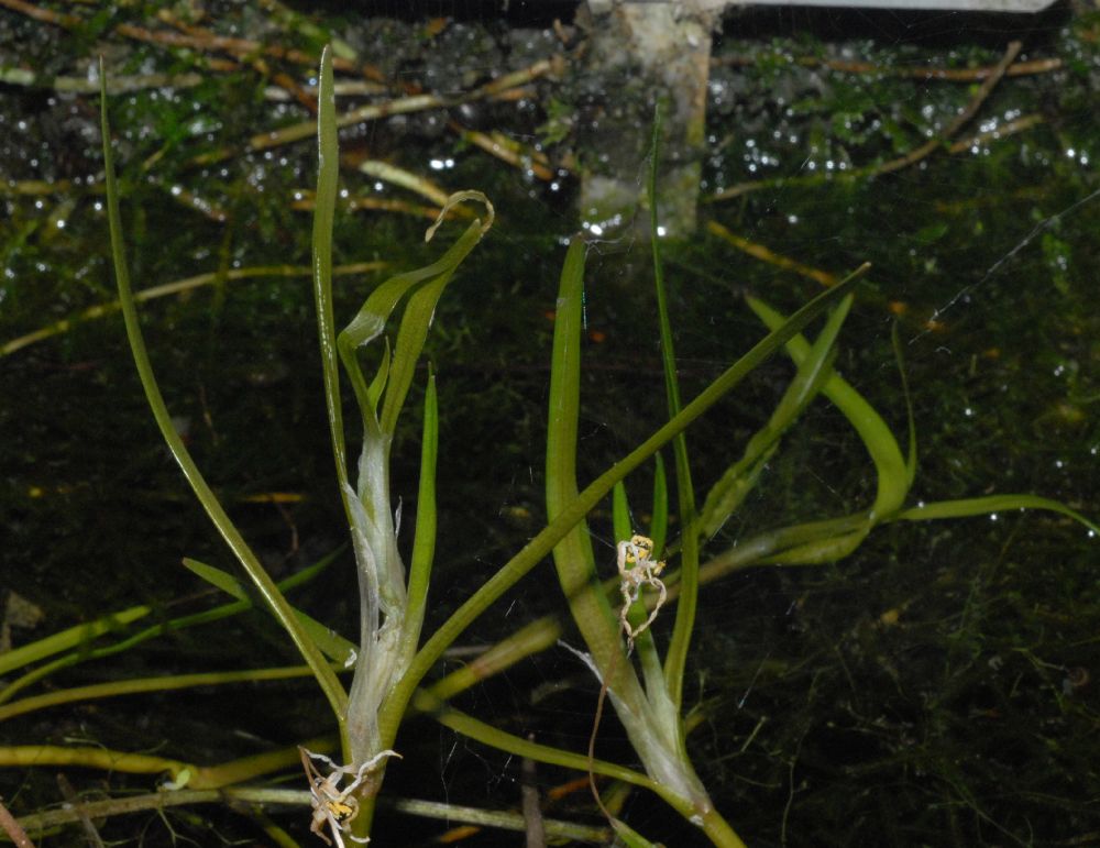 Pontederiaceae Heteranthera duria