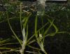 image of Heteranthera duria
