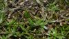 image of Heteranthera zosterifolia